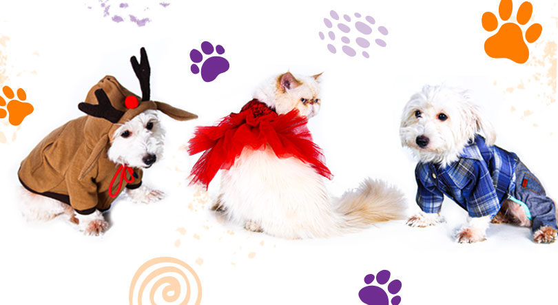 تولید کننده لباس سگ و گربه پتتینگ